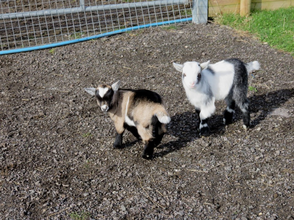 Goats For Sale | All Things Rural