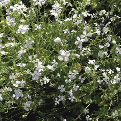 uncategorised radish oil fodder